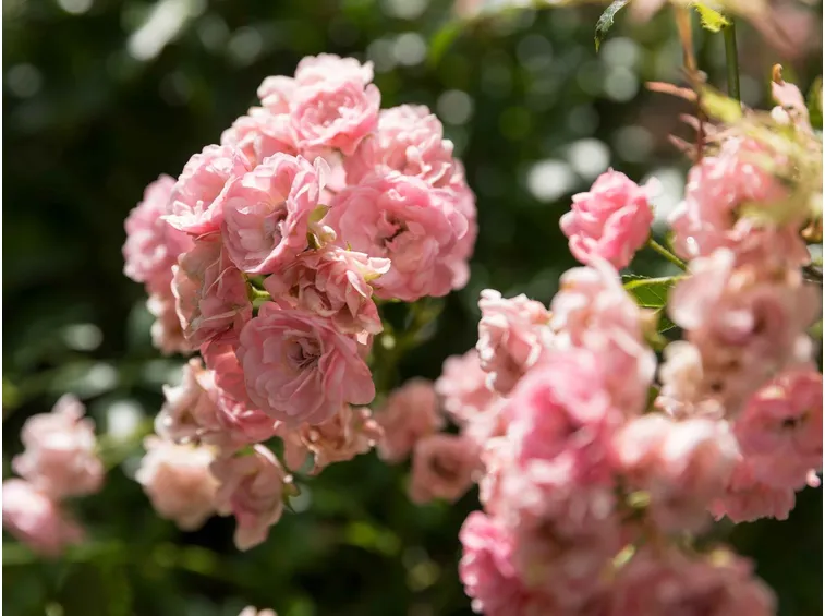 Rose rosa
