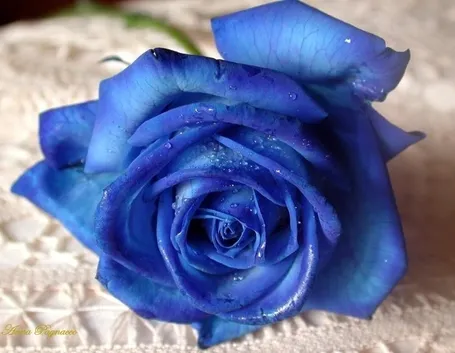 Rosa blu naturale