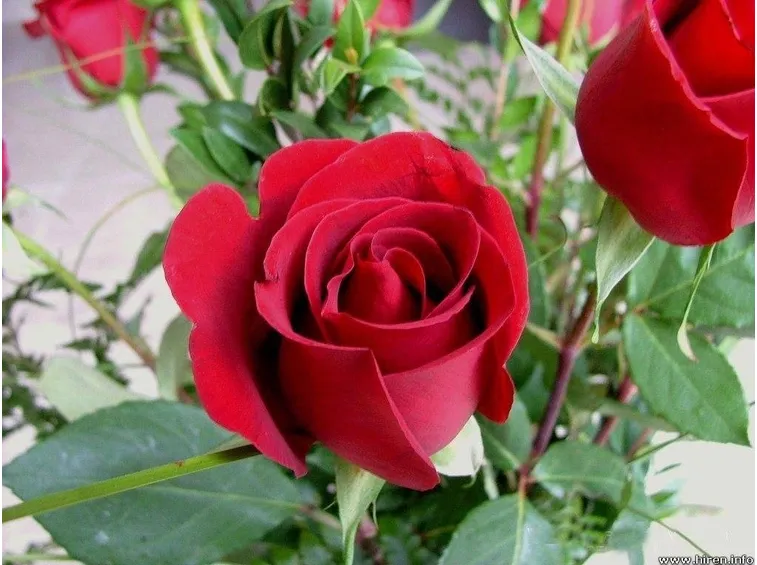 Unas pocas rosas