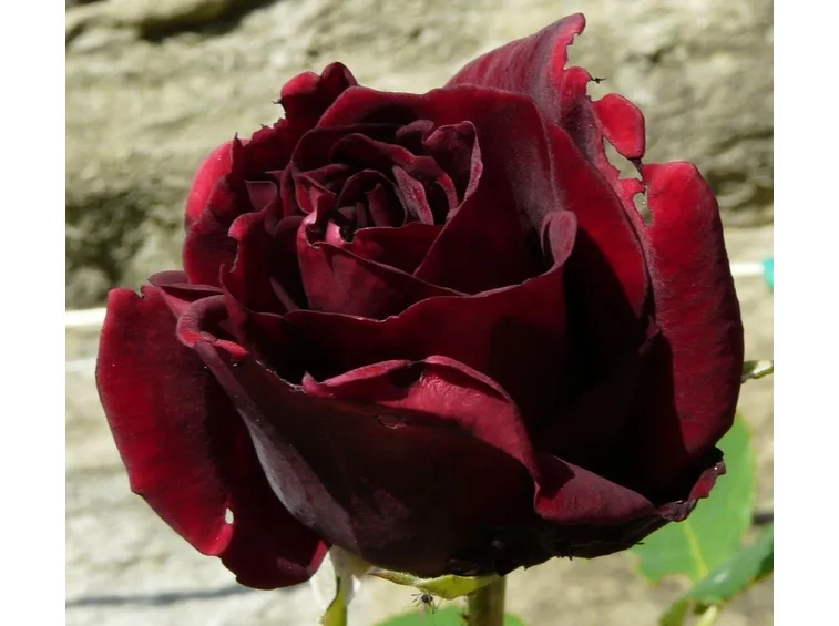 Louis XIV rosa nera