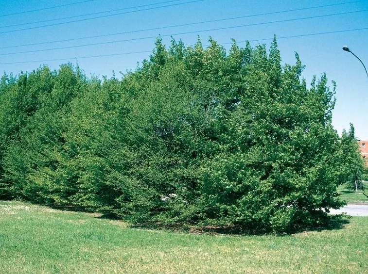 Siepe di carpini bianchi