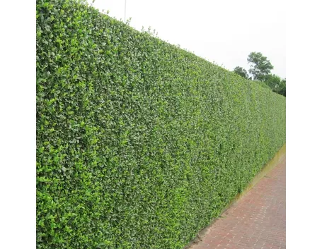 Siepe di ligustro