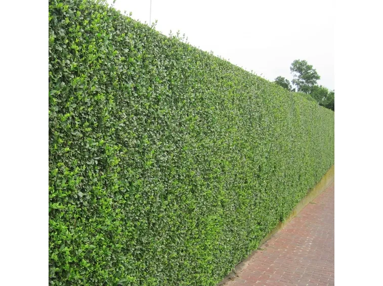 Siepe di ligustro