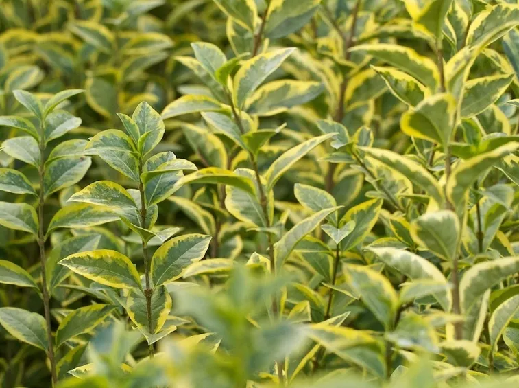 Particolare di Ligustrum Ovalifolium Aureum
