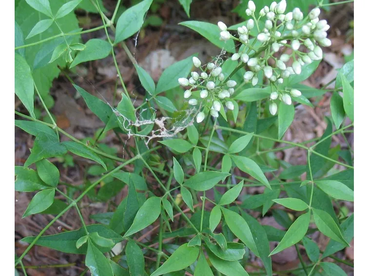 Nandina in fiore