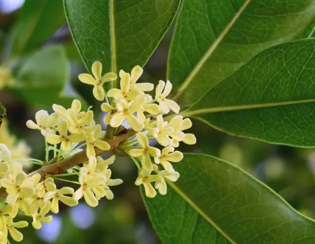 fiorellini di osmanthus fragrans