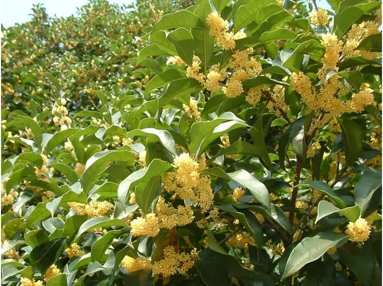Siepe di osmanto in fiore