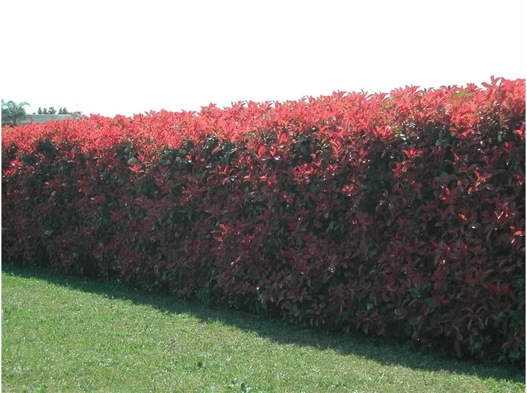 Siepe di Photinia Red Robin