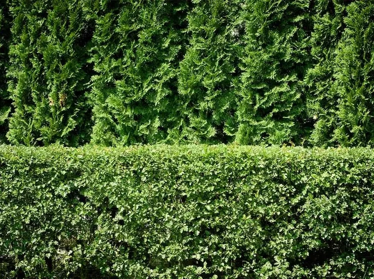 Siepe di sempreverde.
