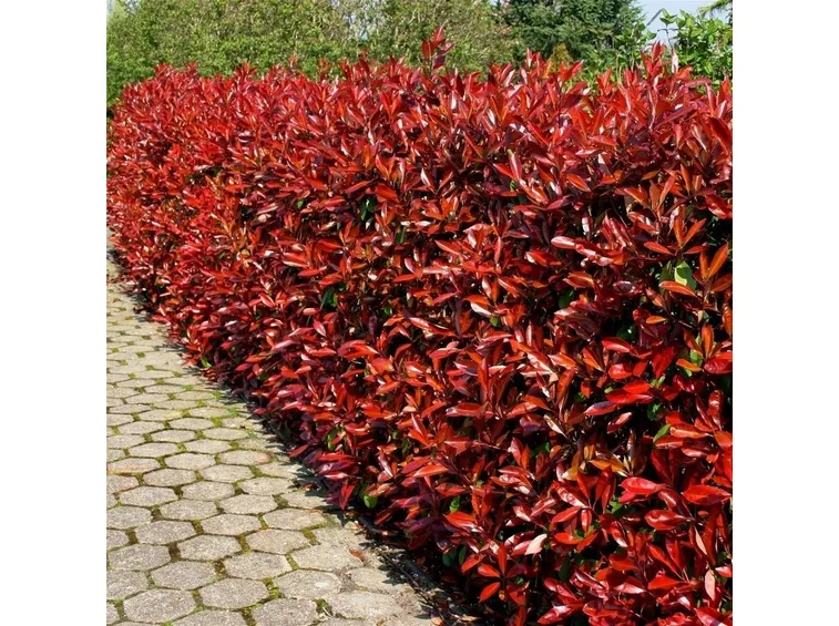 Siepe di photinia