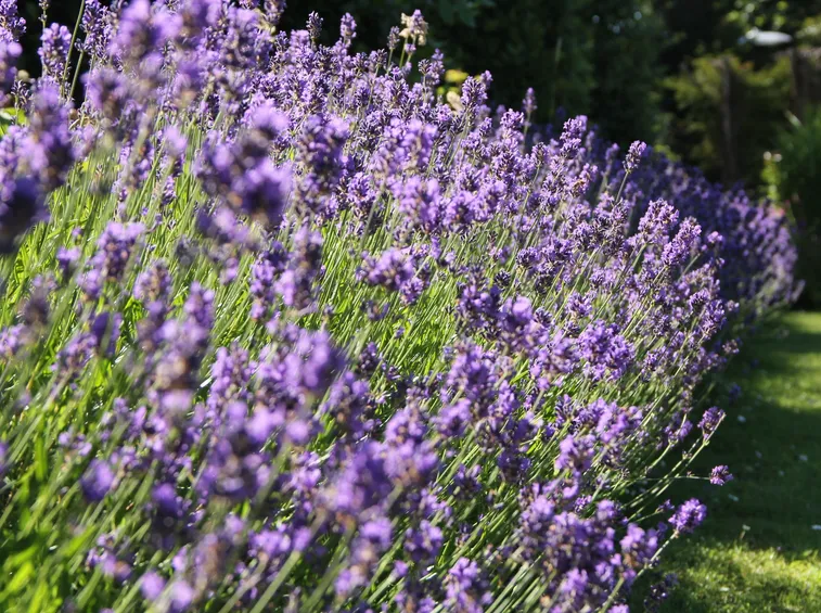 Lavanda