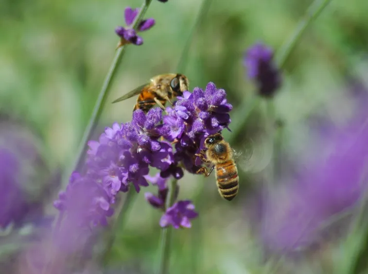 Fiori di lavanda
