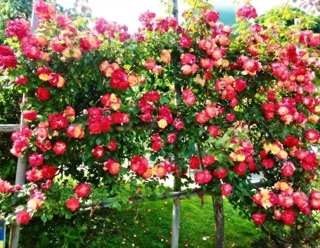 Bellissima siepe fiorita composta da rose gialle e rosse
