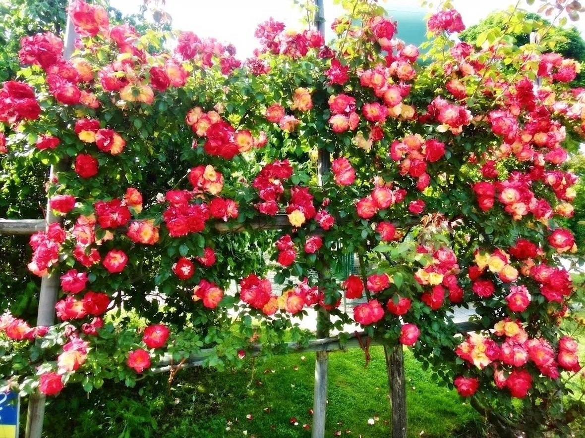 Bellissima siepe fiorita composta da rose gialle e rosse