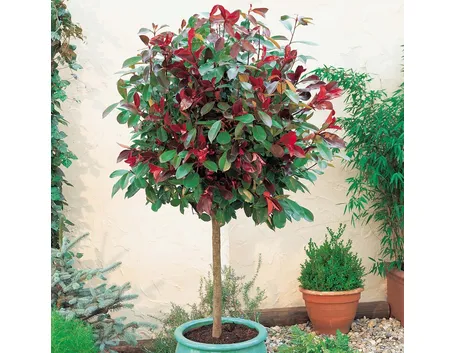 Albero singolo in vaso di Photinia Red Robin