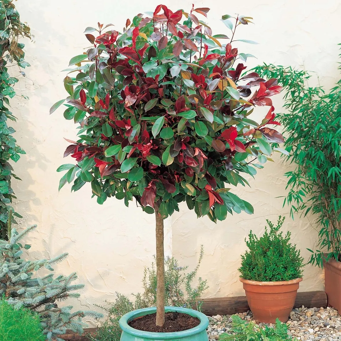 Albero singolo in vaso di Photinia Red Robin