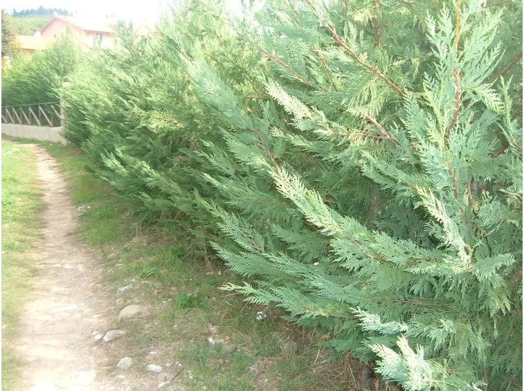 Siepe con cipressi