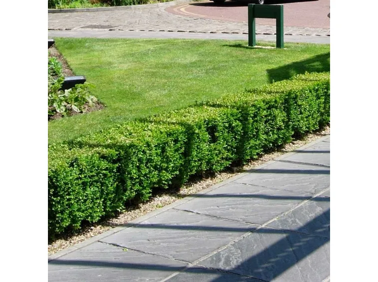 Siepe di bosso nano