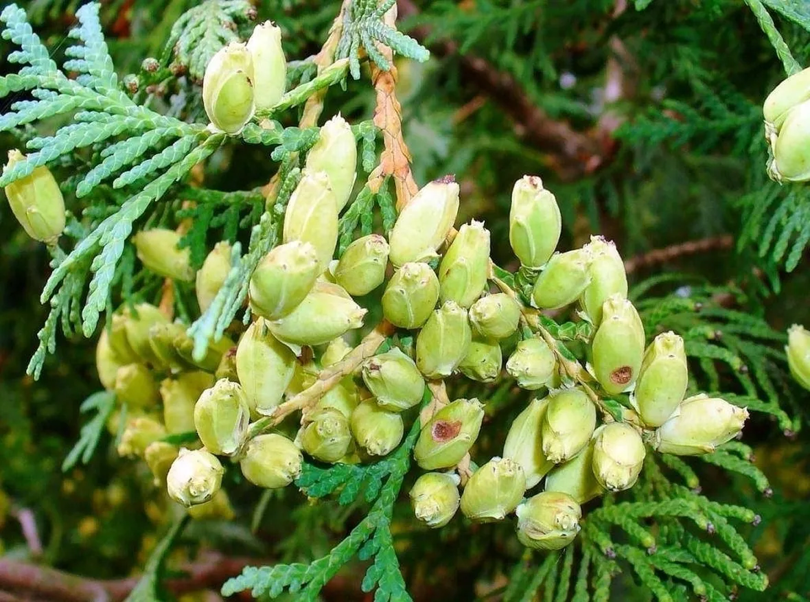 Ramo di Thuja - particolare con frutto