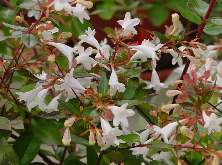 abelia