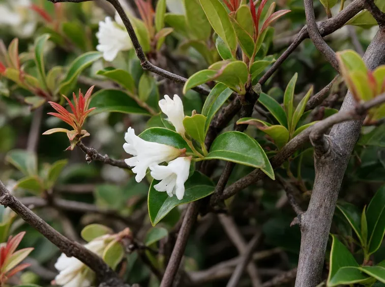 pianta di abelia
