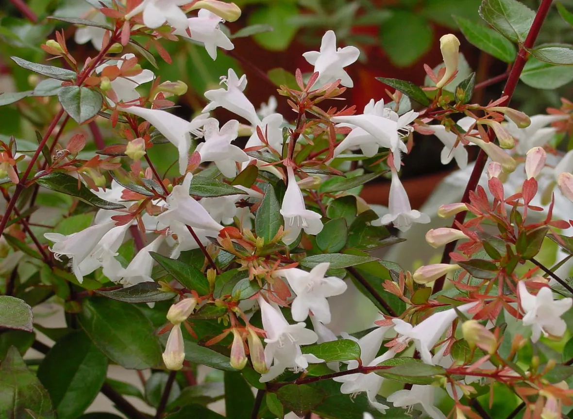 abelia