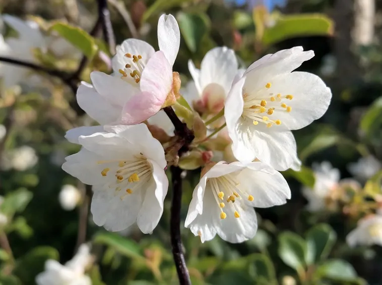 Abeliophyllum