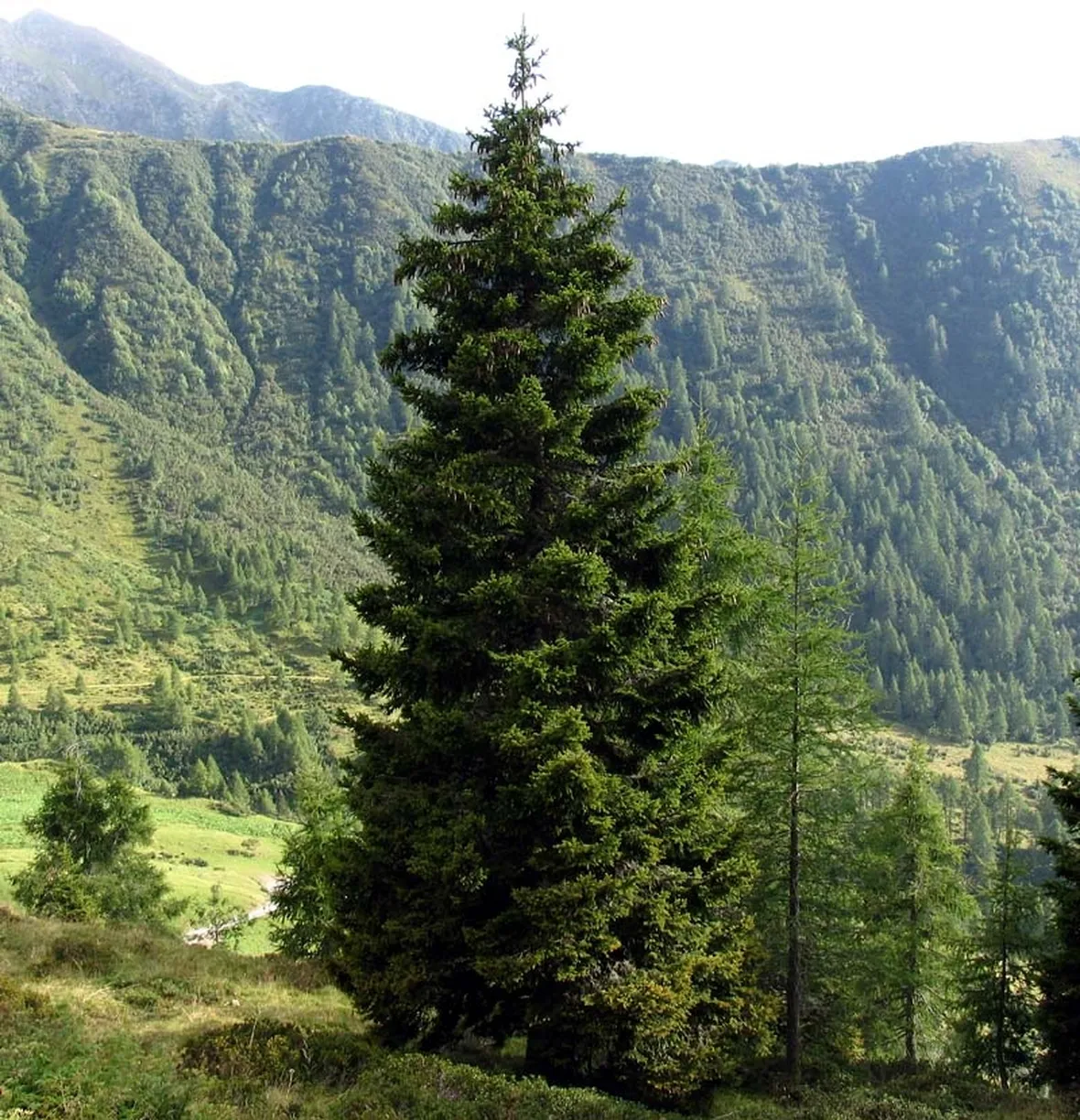 albero abies picea