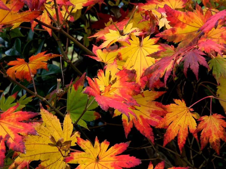 acer japonicum