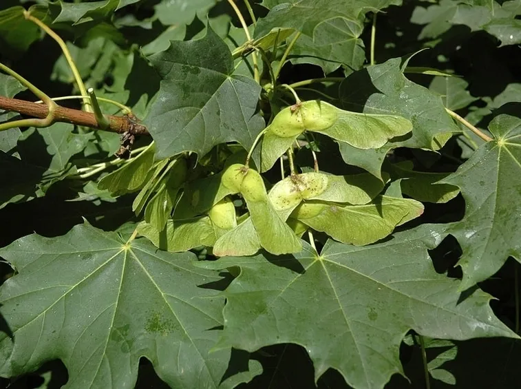 Acer platanoides
