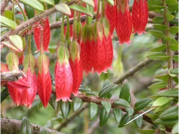 Agapetes