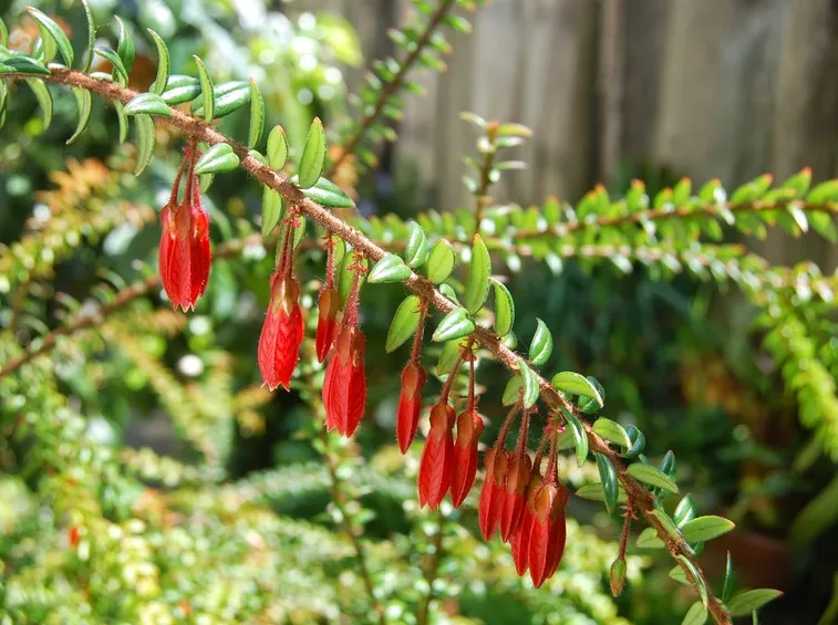 agapetes