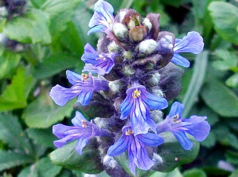 ajuga