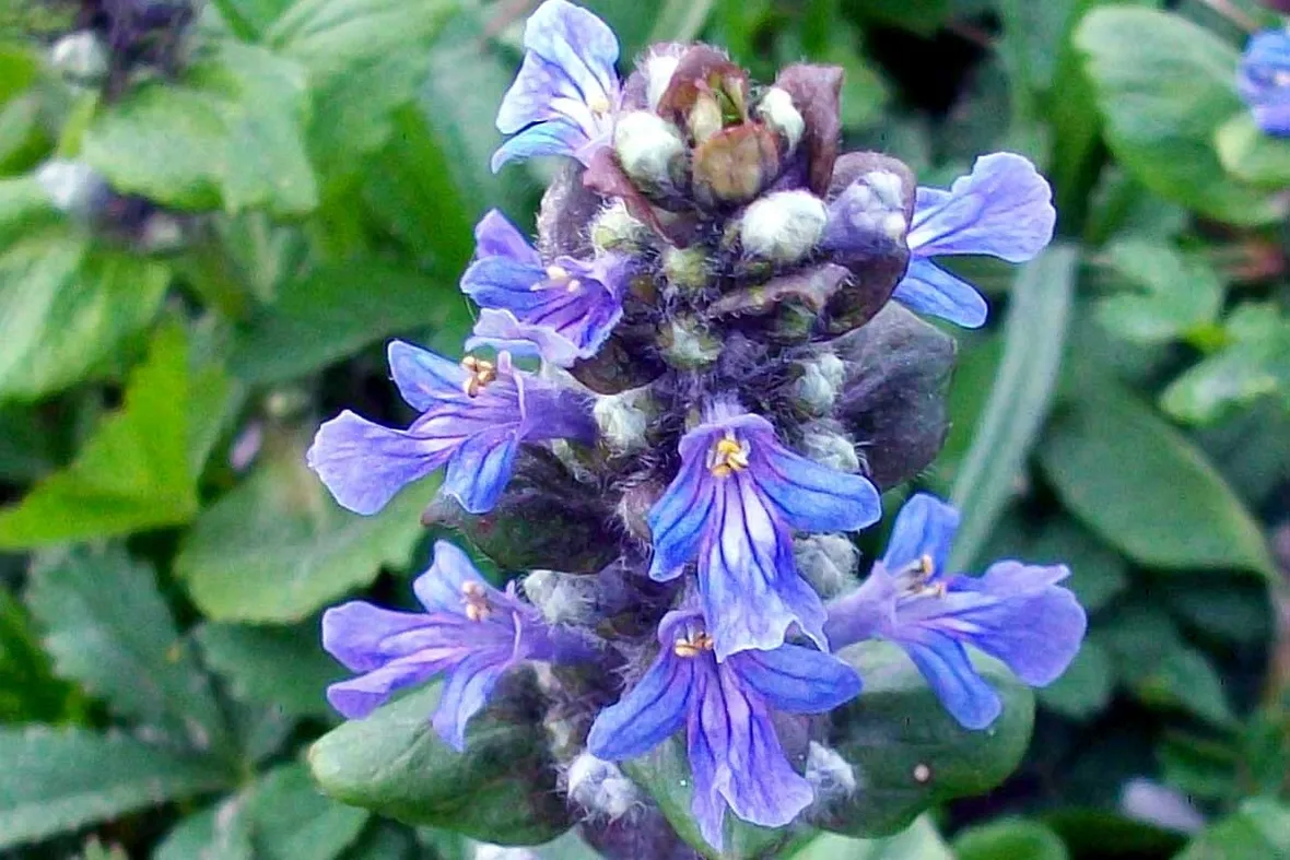 ajuga