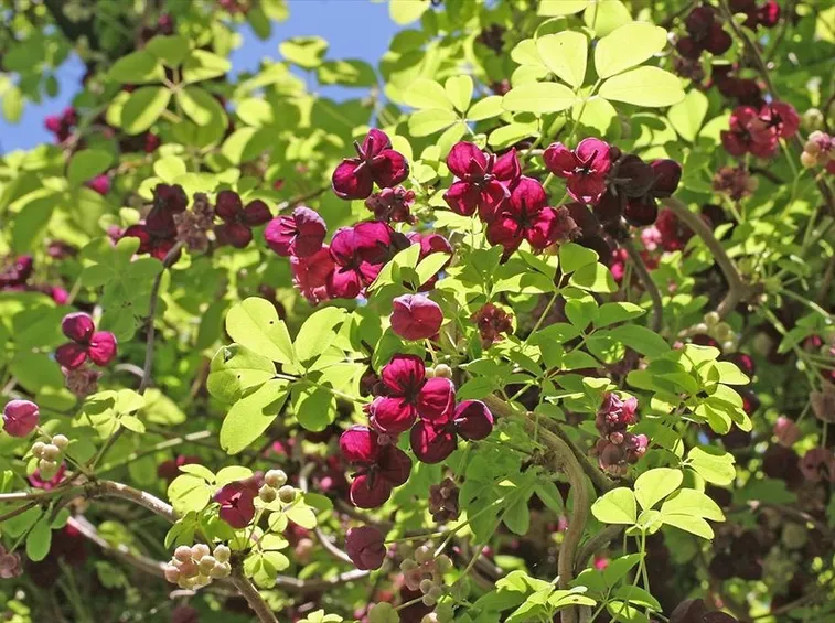 Akebia