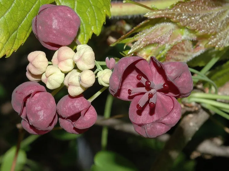 akebia quinata
