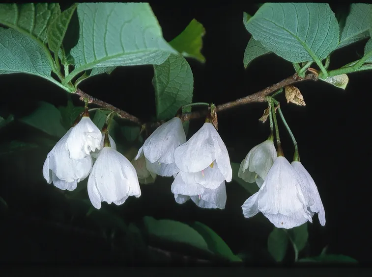 halesia