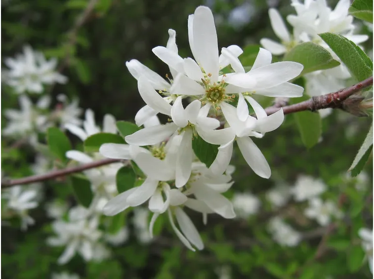 Amelanchier