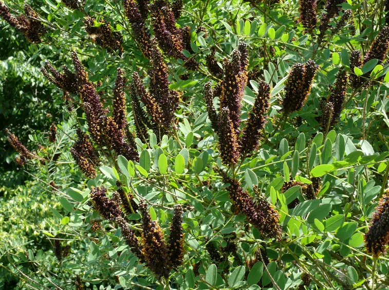 Amorpha