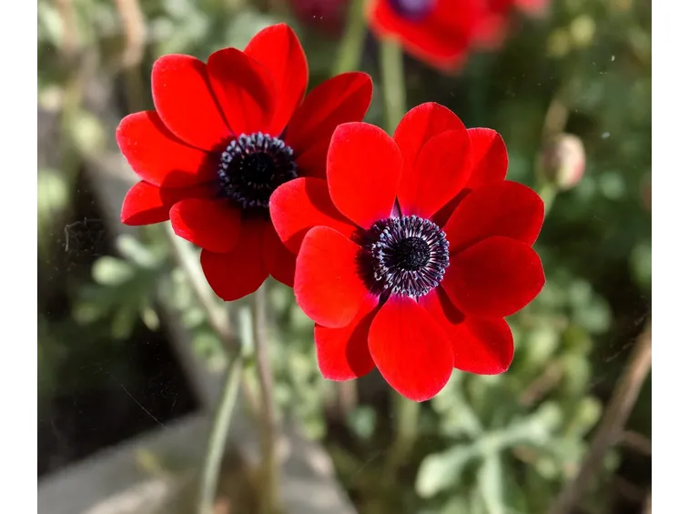 Anemone coronaria