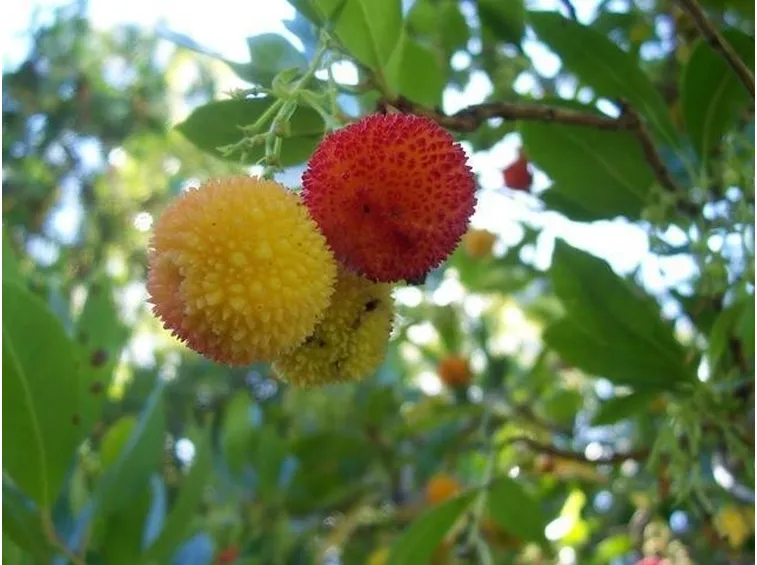 arbutus unen