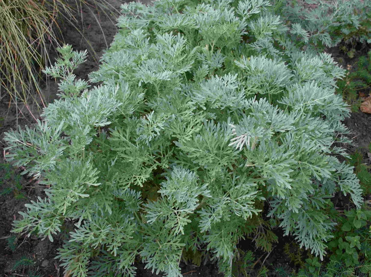 Artemisia
