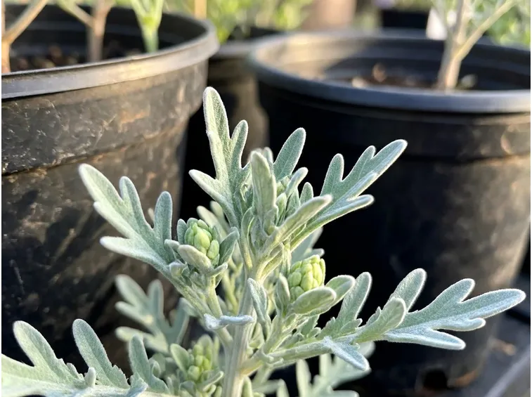 Artemisia