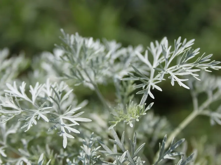 artemisia