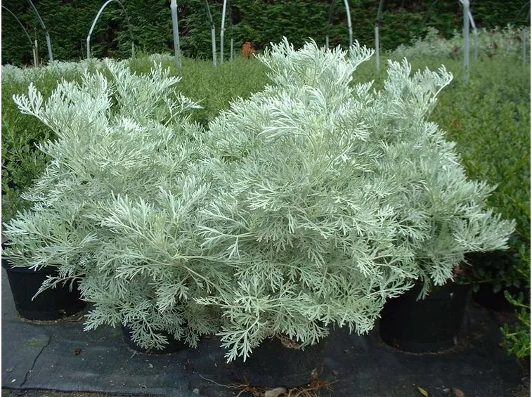 artemisia