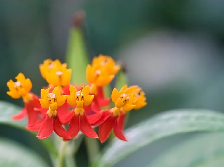Asclepias