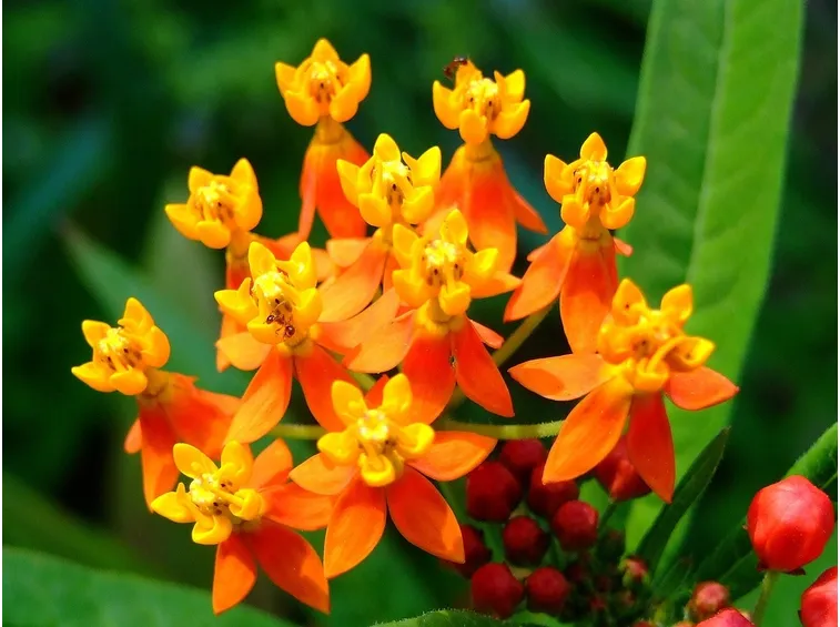 Asclepias