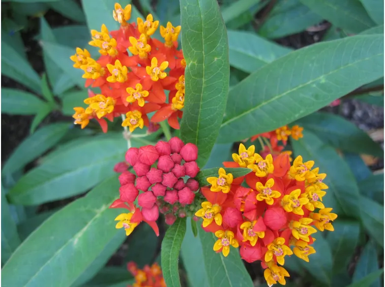 asclepias