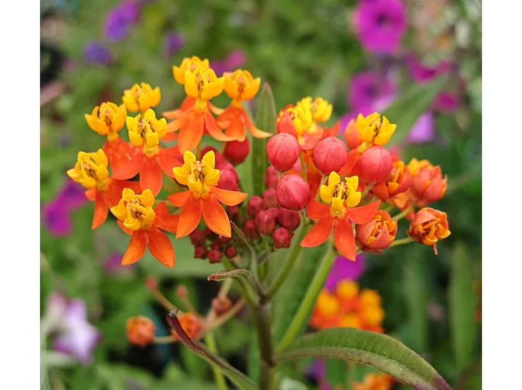 asclepias