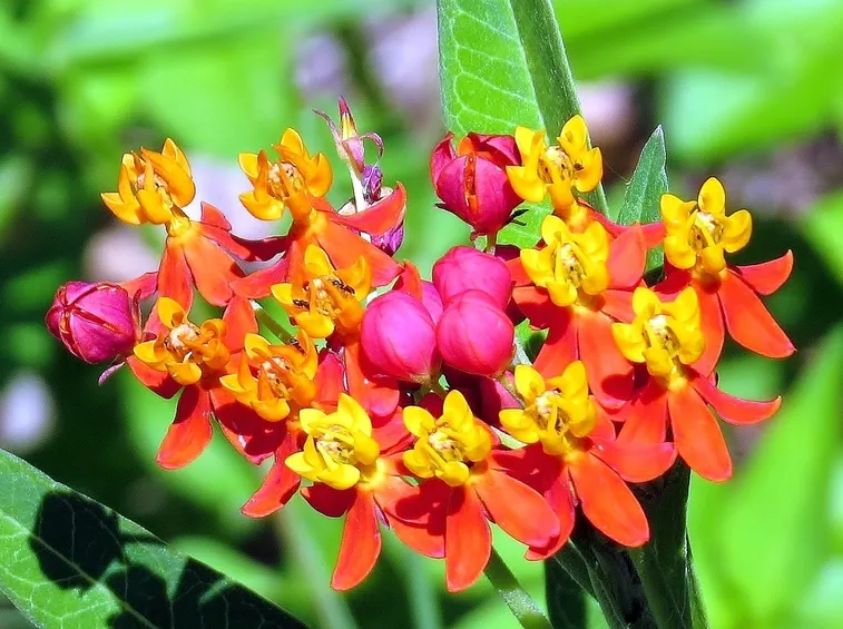 asclepias